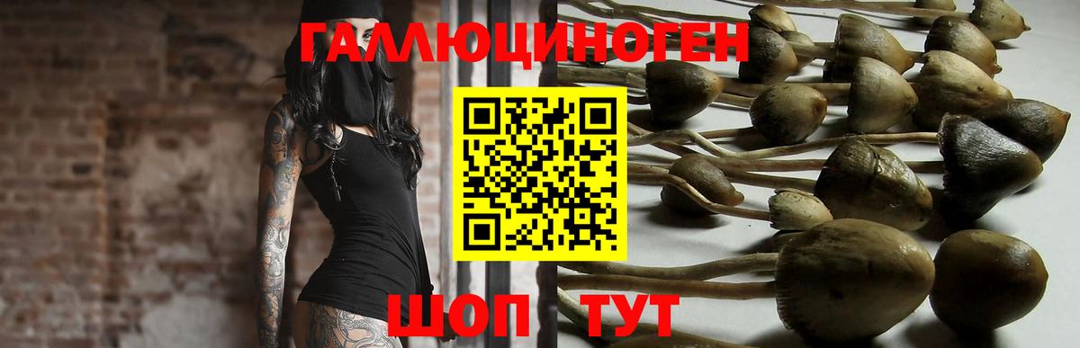 Псилоцибиновые грибы Psilocybe Надым